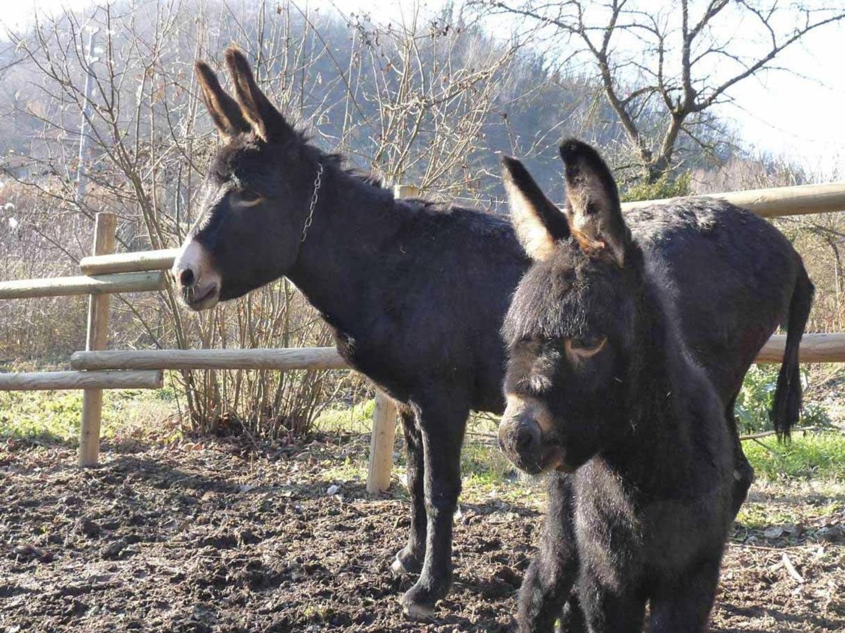 B&B Locanda Della Sesta Felicita Vaglio Serra Kültér fotó